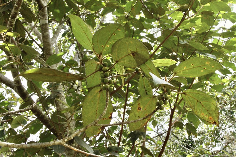 Ficus brunneoaurata photo 4