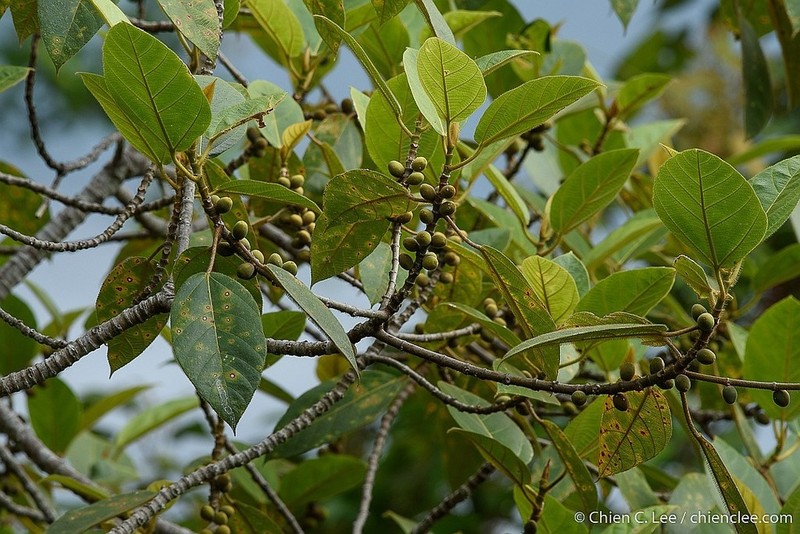 Ficus brunneoaurata photo 5