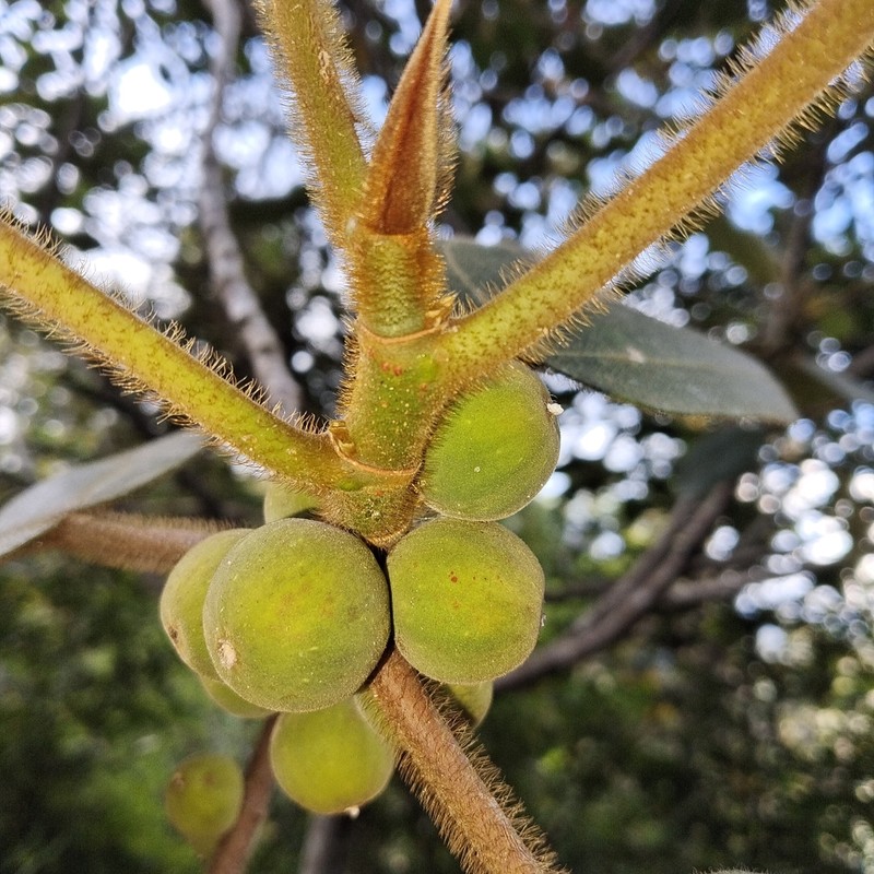 Ficus brunneoaurata photo 6