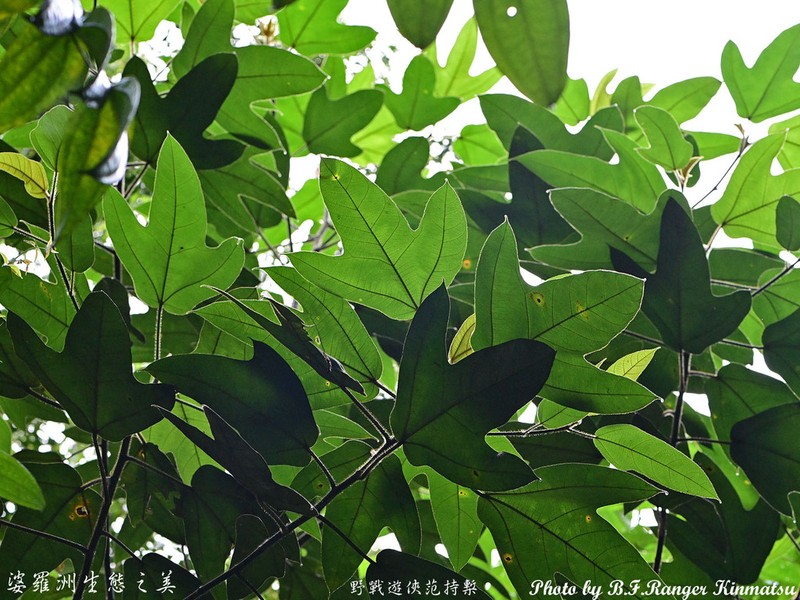 Ficus brunneoaurata photo 7