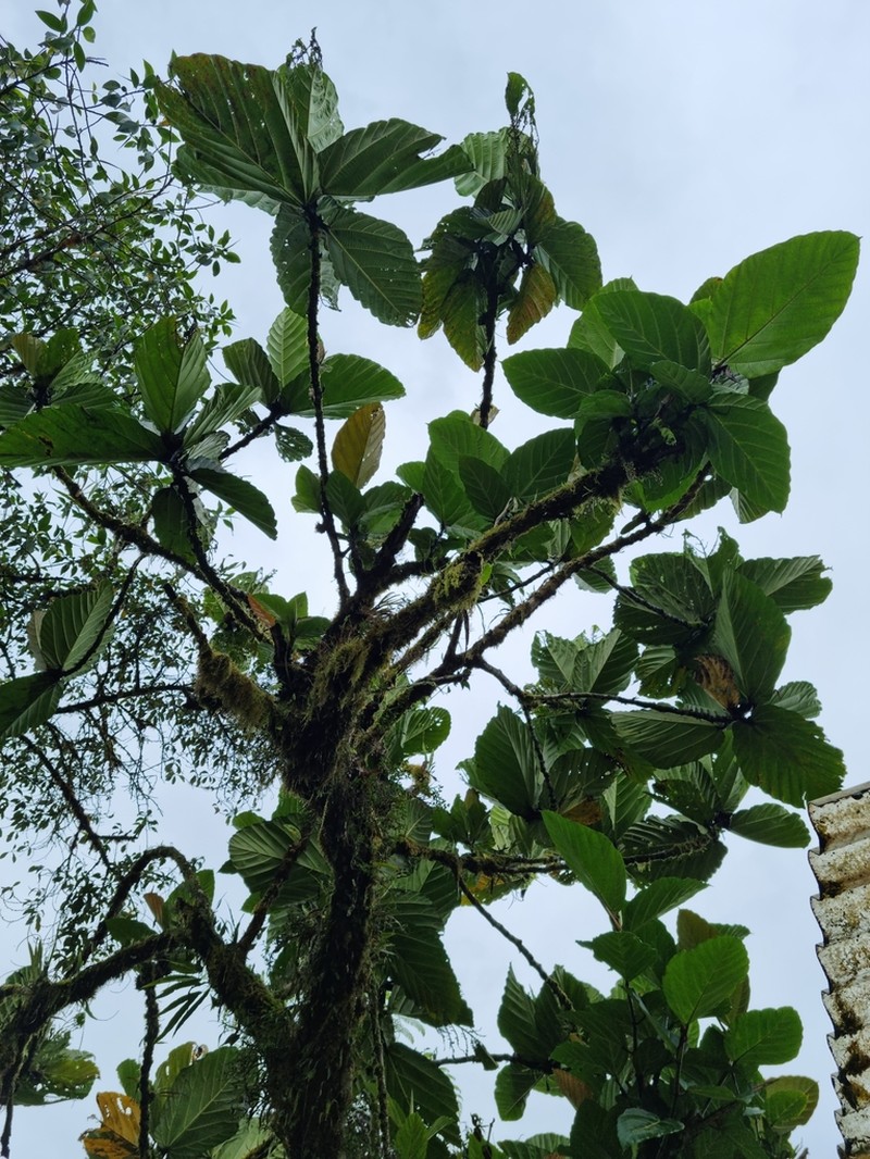 Ficus brusii