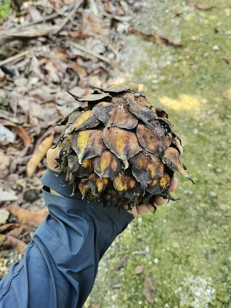 Ficus brusii photo 2
