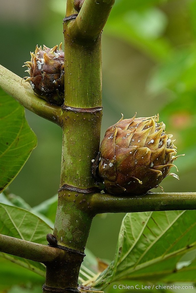 Ficus brusii photo 3