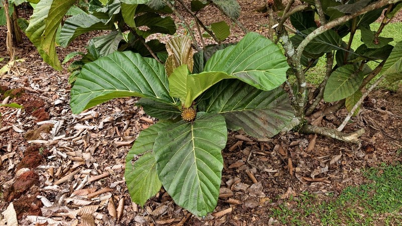 Ficus brusii photo 4