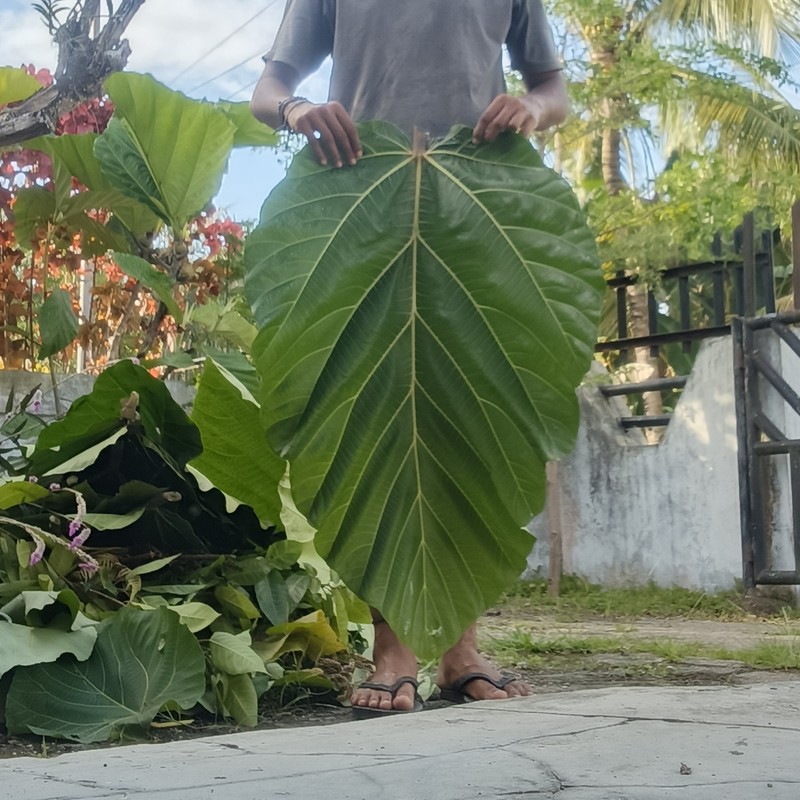 Ficus brusii photo 6