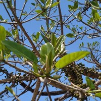 Ficus bubu