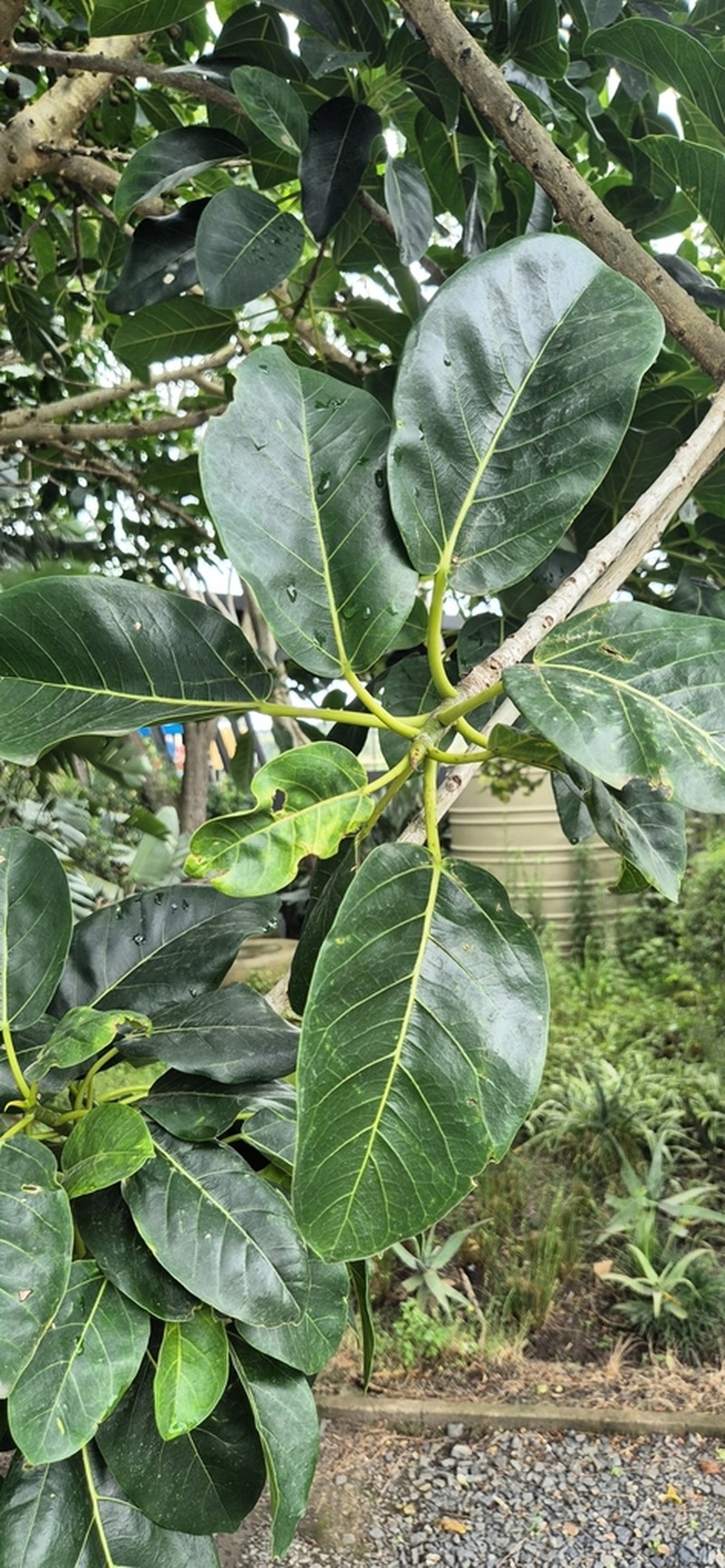 Ficus bubu photo 2