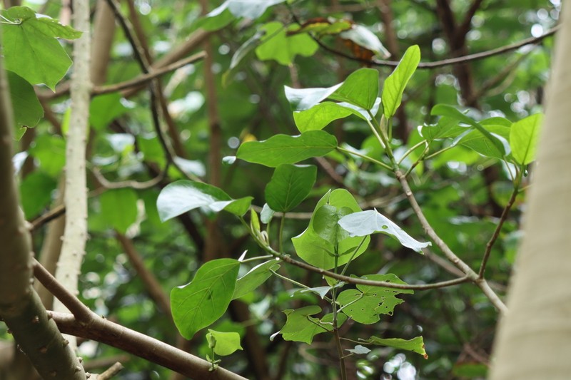 Ficus bubu photo 4