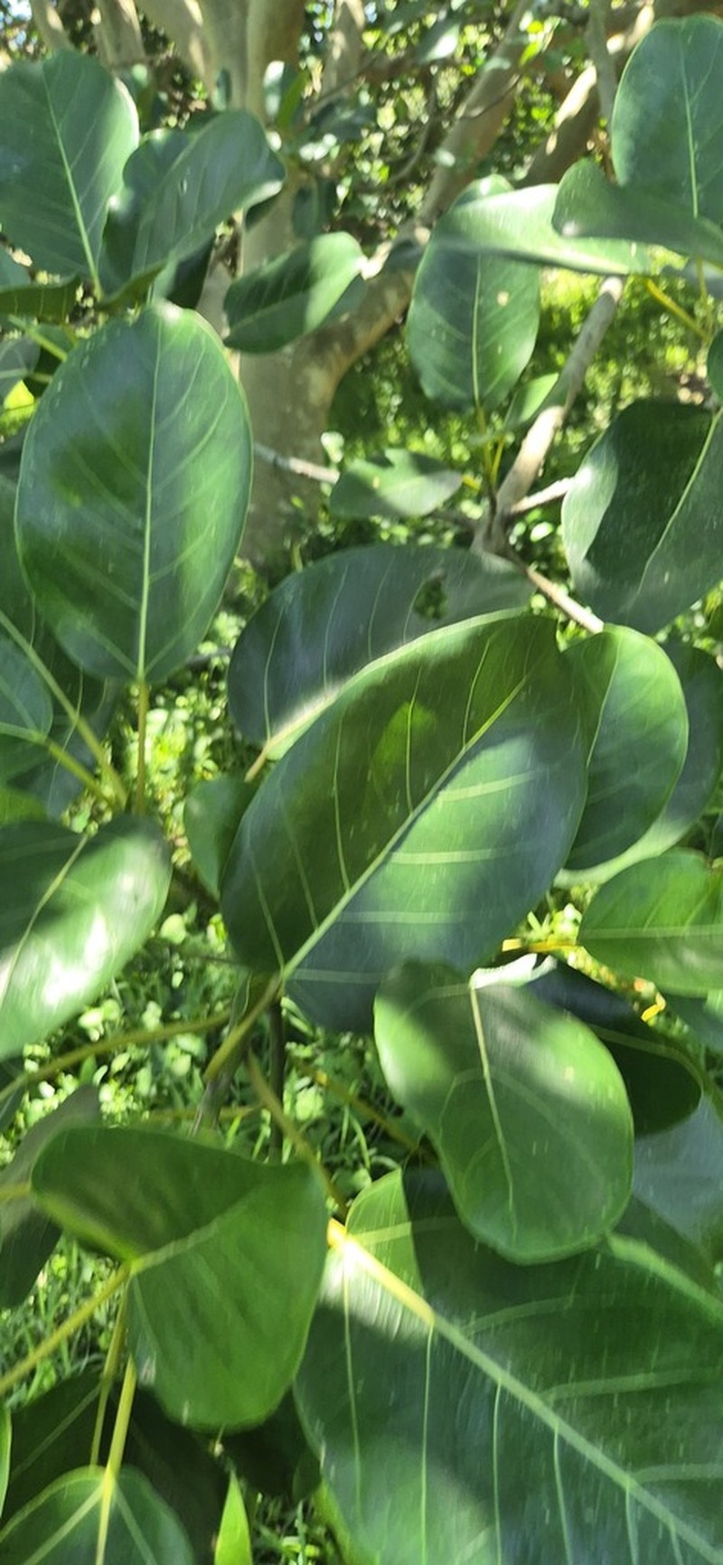 Ficus bubu photo 5
