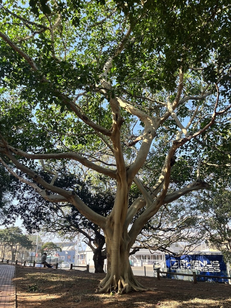 Ficus bubu photo 6