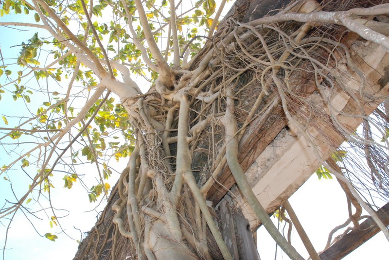 Ficus bubu photo 7