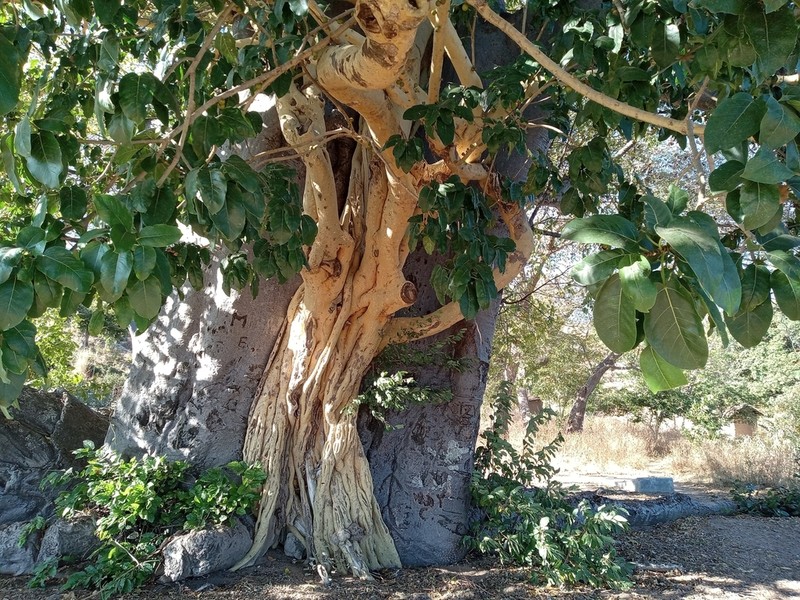 Ficus bubu photo 8