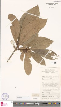 Ficus bubulia