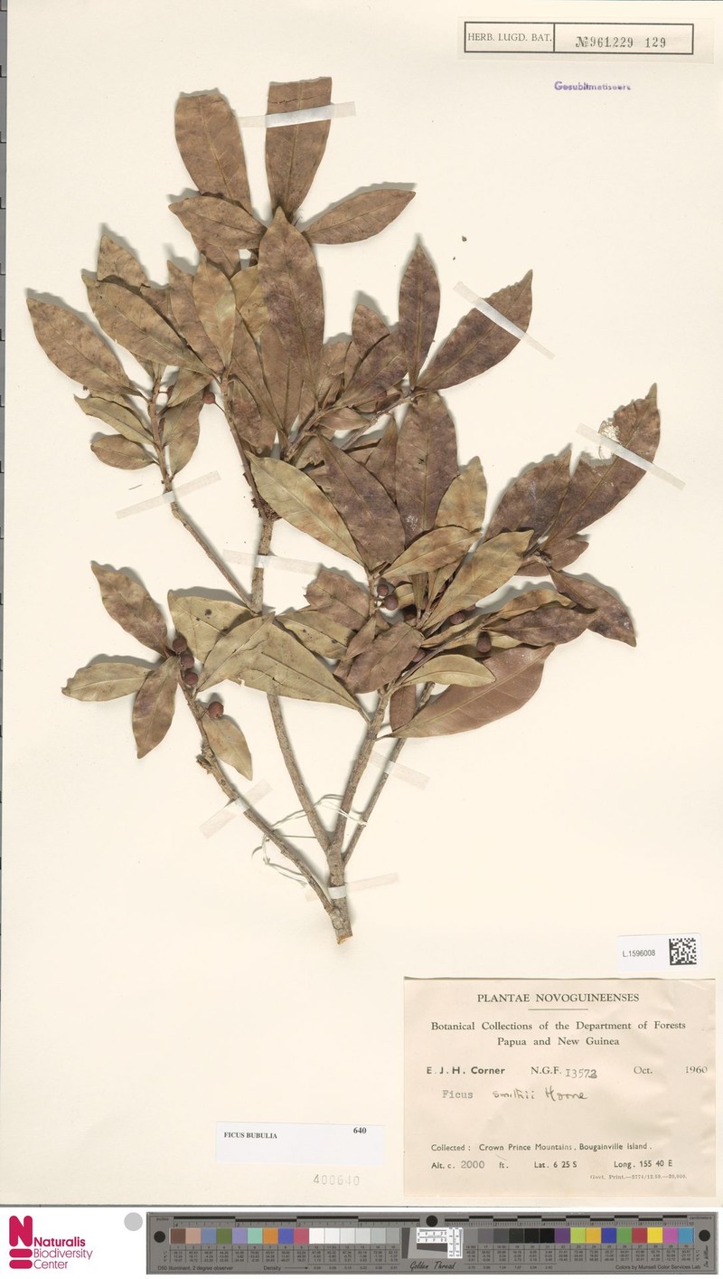 Ficus bubulia photo 3