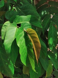 Ficus bukitrayaensis