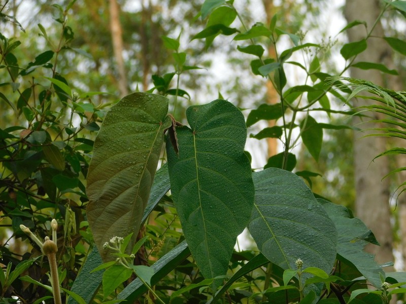 Ficus bukitrayaensis photo 2