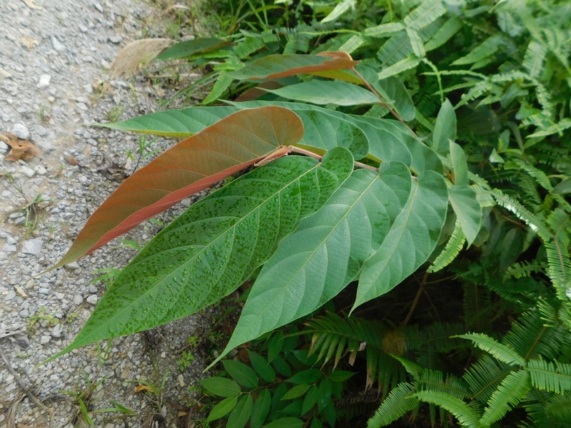 Ficus bukitrayaensis photo 4