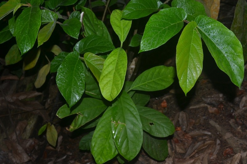 Ficus bukitrayaensis photo 5