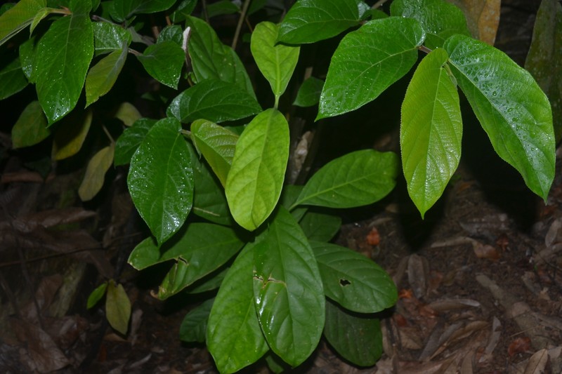 Ficus bukitrayaensis photo 6