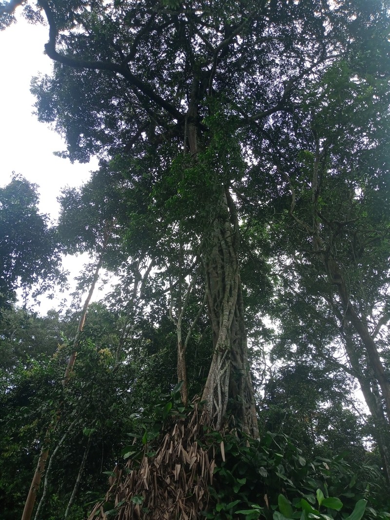 Ficus burretiana