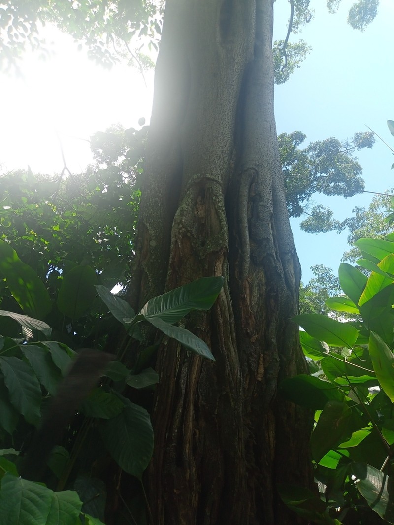Ficus burretiana photo 2