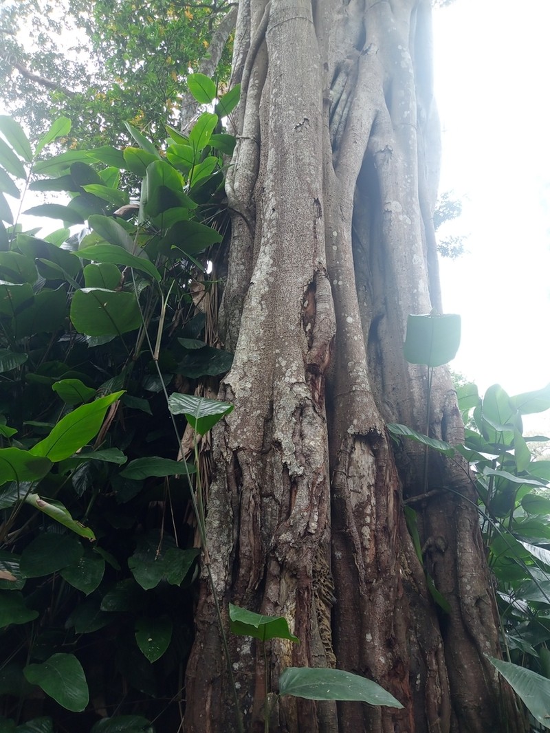Ficus burretiana photo 3
