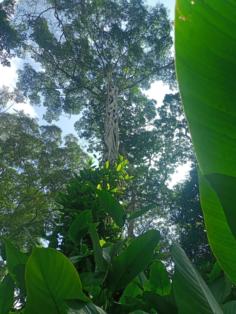 Ficus burretiana photo 4