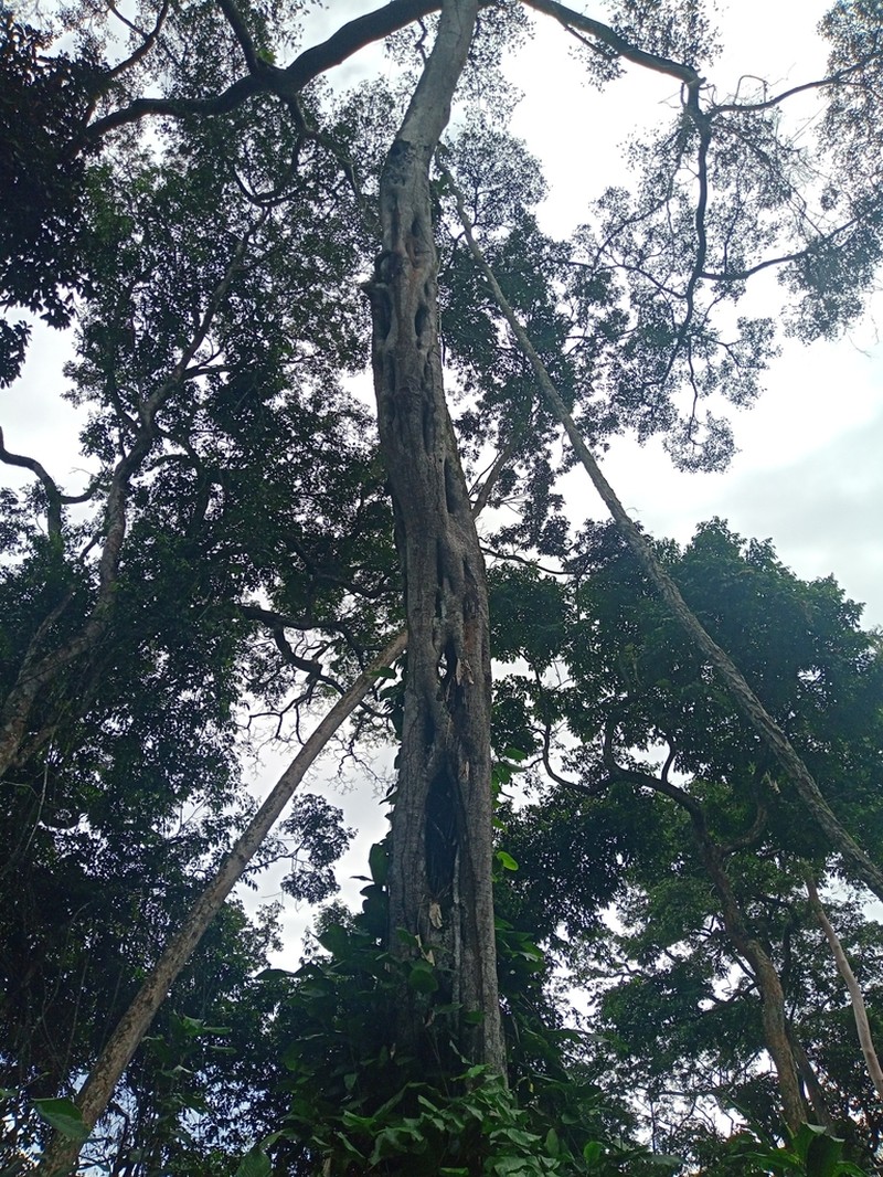 Ficus burretiana photo 5
