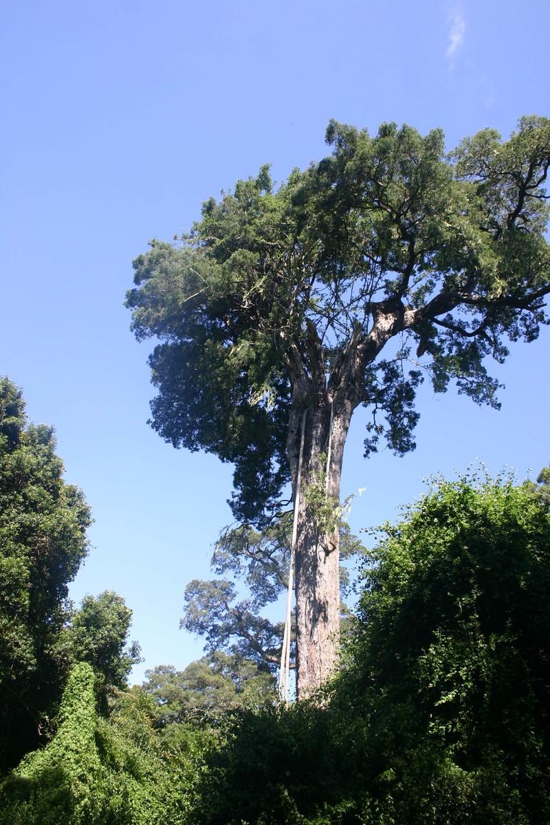 Ficus burtt-davyi