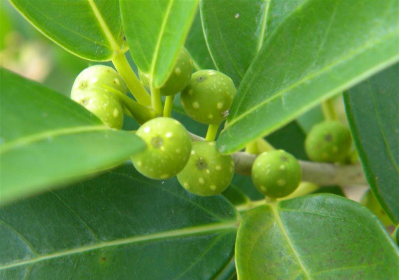 Ficus burtt-davyi photo 2