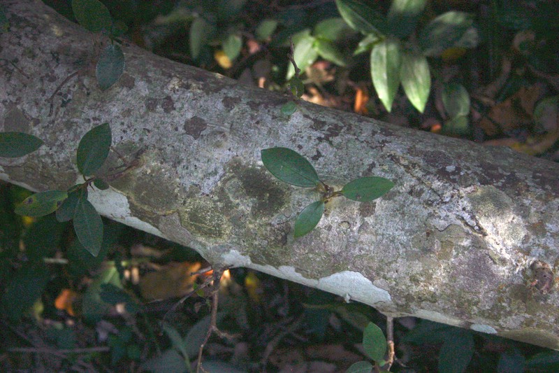 Ficus burtt-davyi photo 3