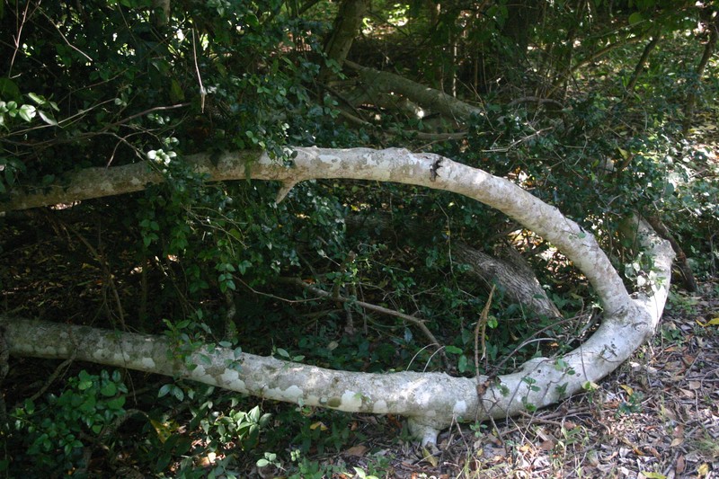 Ficus burtt-davyi photo 4