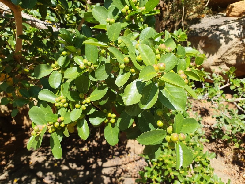 Ficus burtt-davyi photo 5
