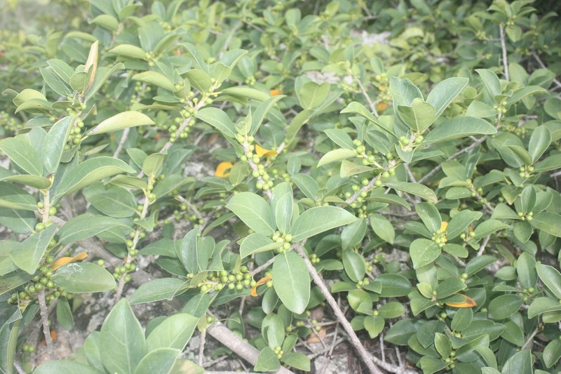 Ficus burtt-davyi photo 6