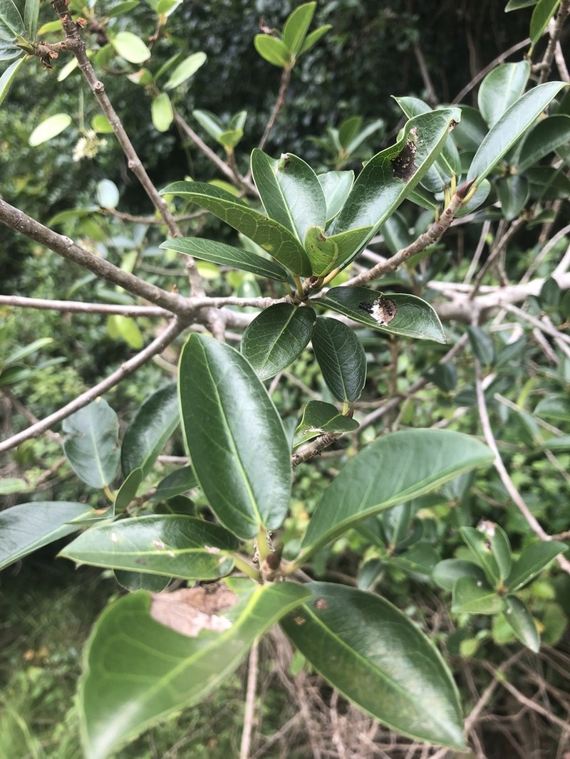 Ficus burtt-davyi photo 7