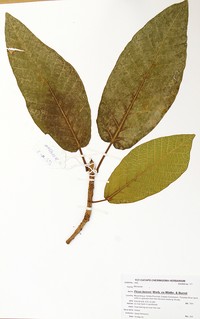 Ficus bussei