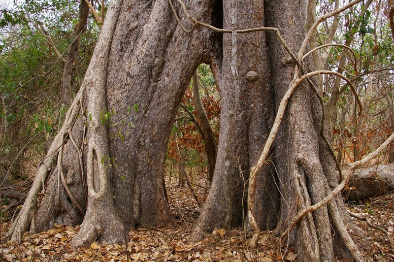 Ficus bussei photo 2
