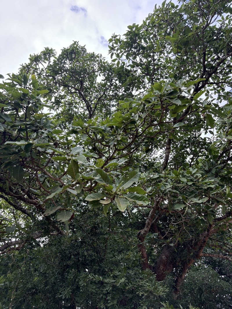 Ficus bussei photo 3