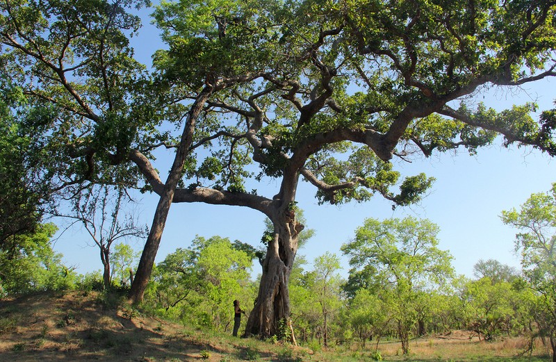 Ficus bussei photo 4