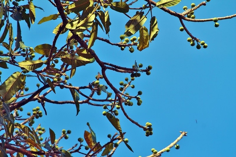 Ficus bussei photo 5
