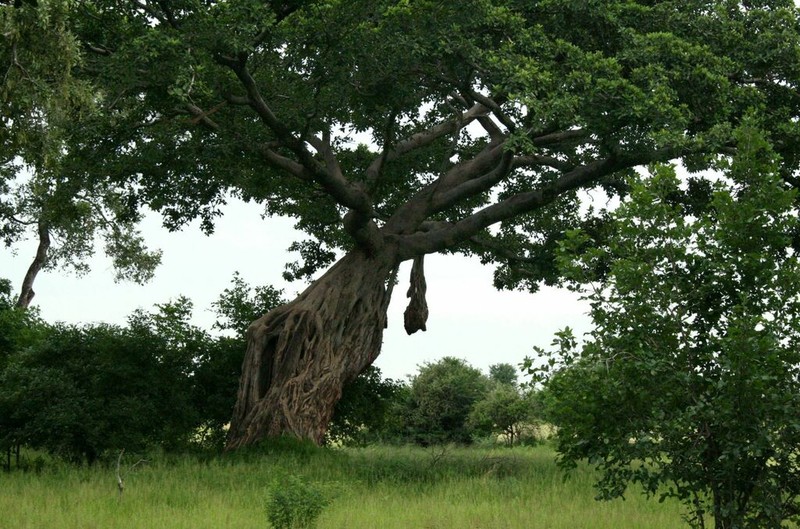 Ficus bussei photo 6