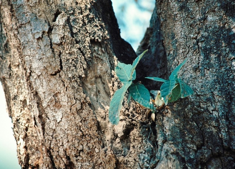 Ficus bussei photo 7