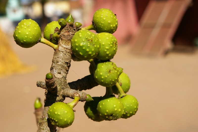 Ficus bussei photo 8