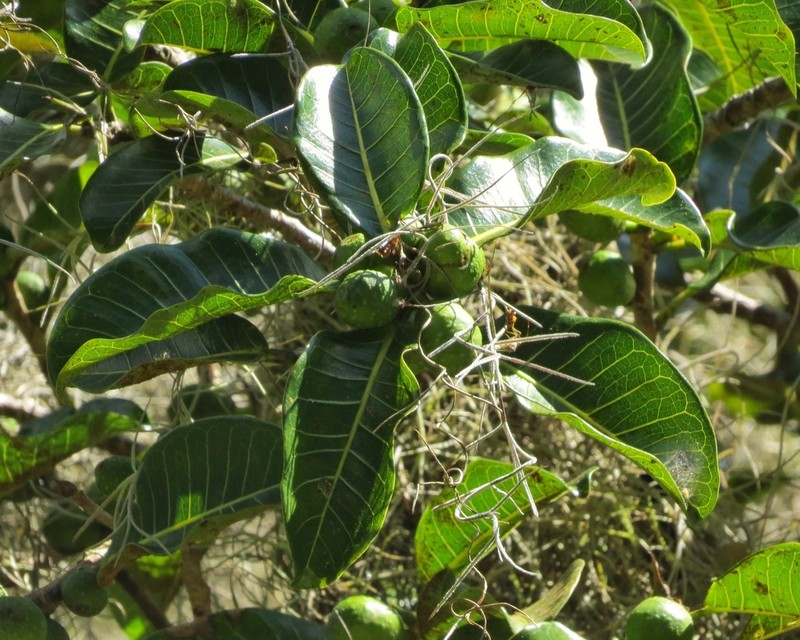 Ficus caatingae