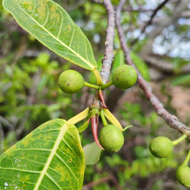 Ficus caatingae photo 2