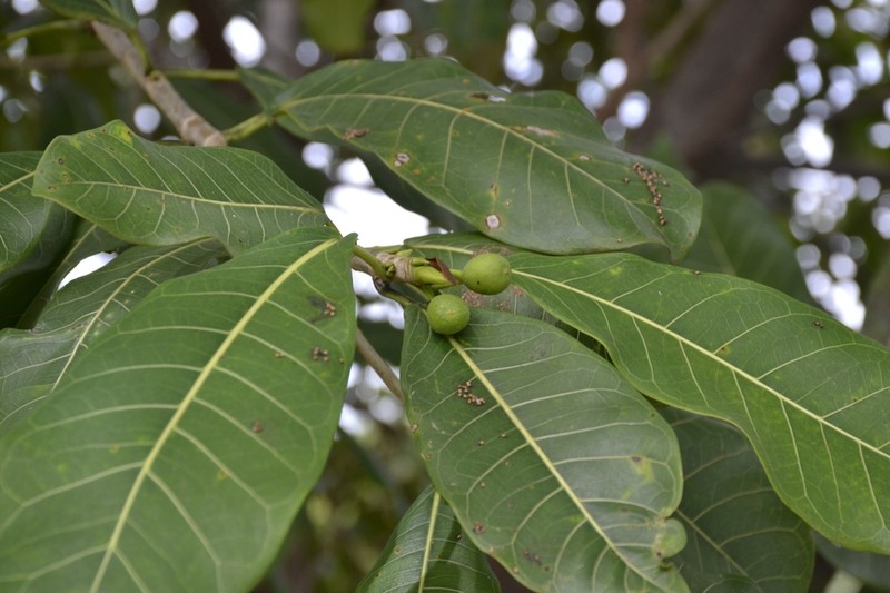 Ficus caatingae photo 3