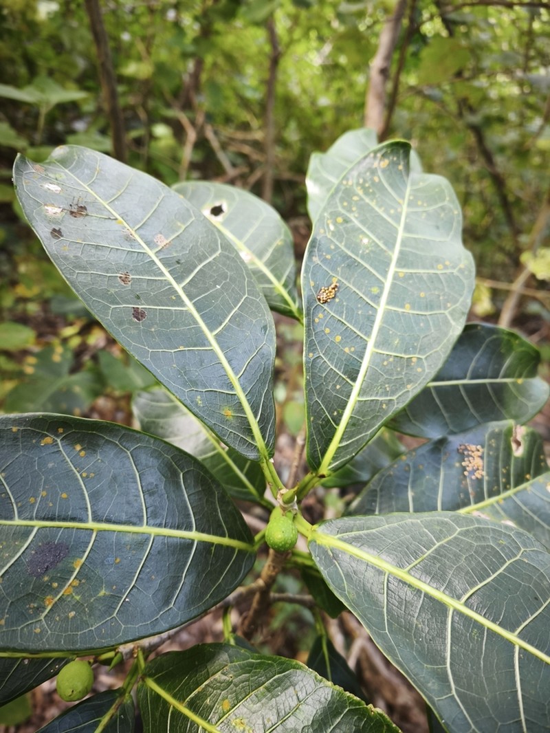 Ficus caatingae photo 4
