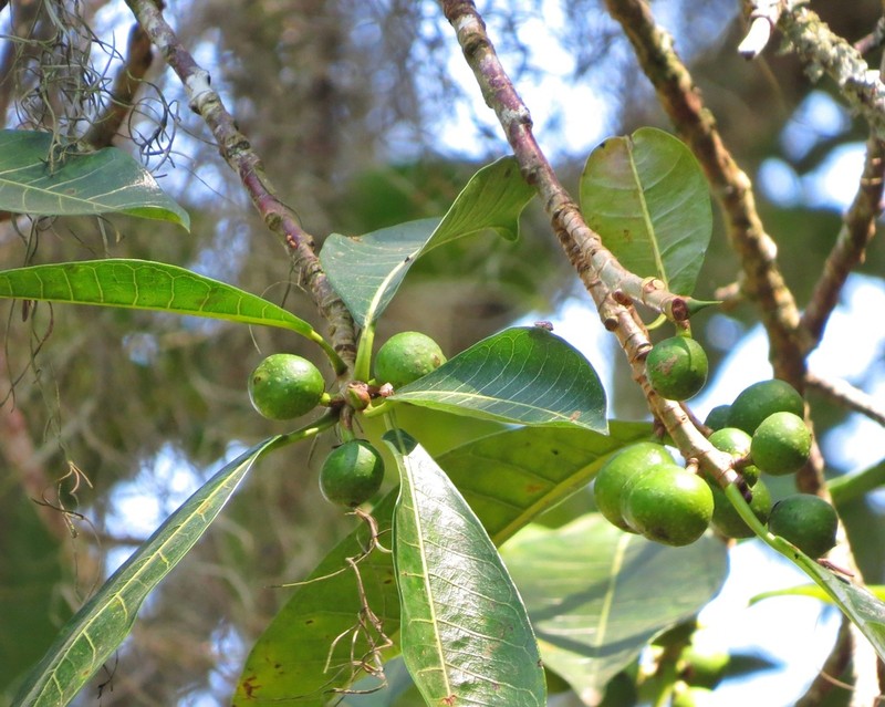 Ficus caatingae photo 5