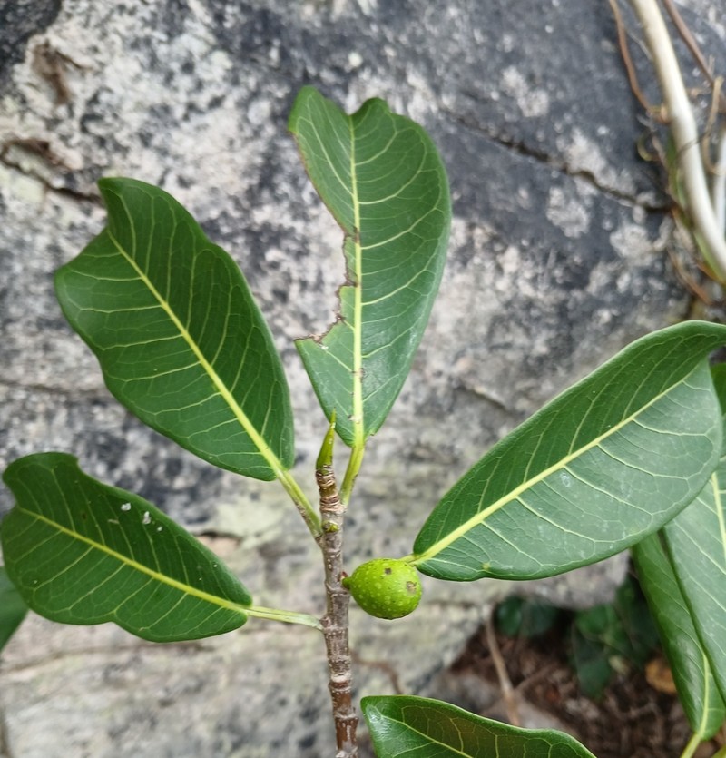Ficus caatingae photo 6
