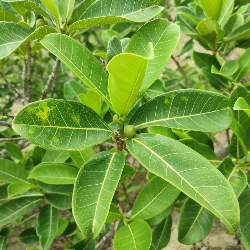 Ficus caatingae photo 7